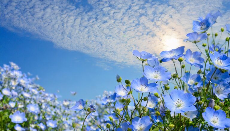 ネモフィラの花畑
