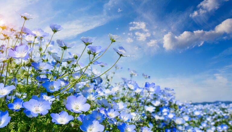 ネモフィラの花畑