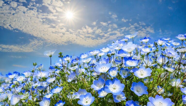 ネモフィラの花畑