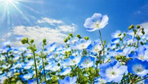 ネモフィラの花畑