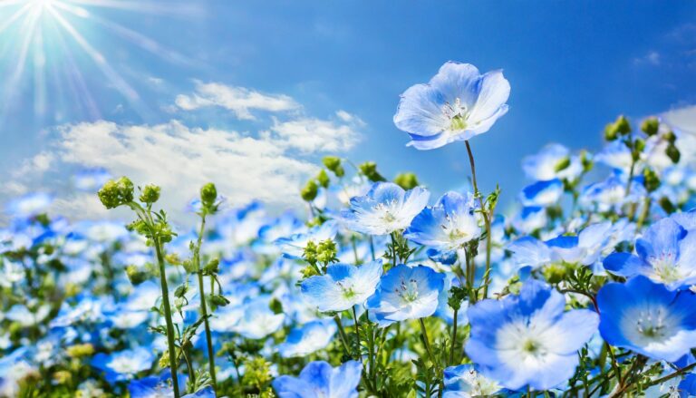 ネモフィラの花畑