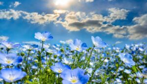 ネモフィラの花畑