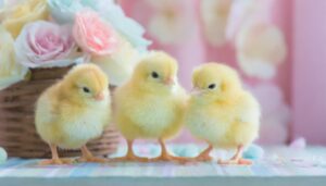 3匹のひよこ