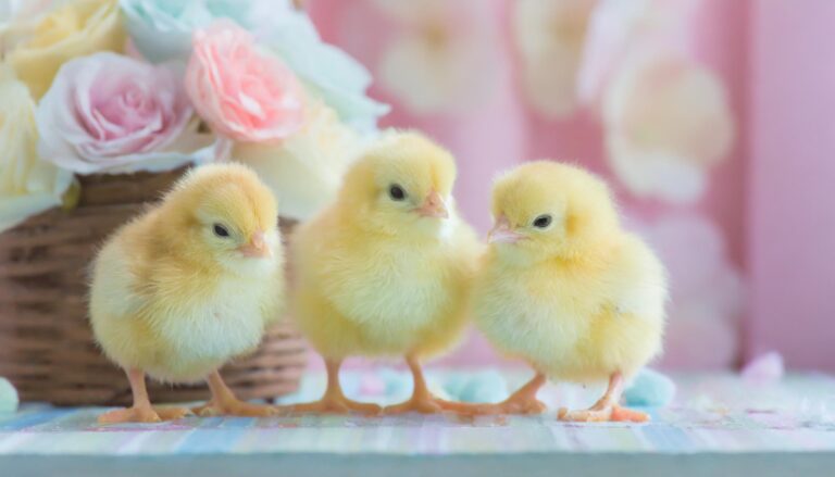 3匹のひよこ