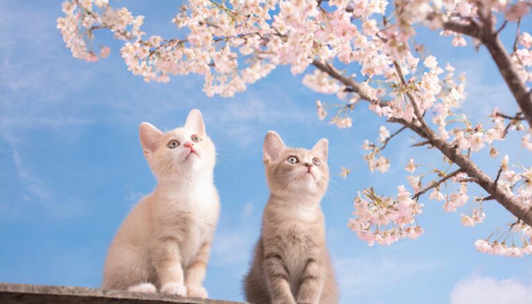 桜を見上げる子猫たち