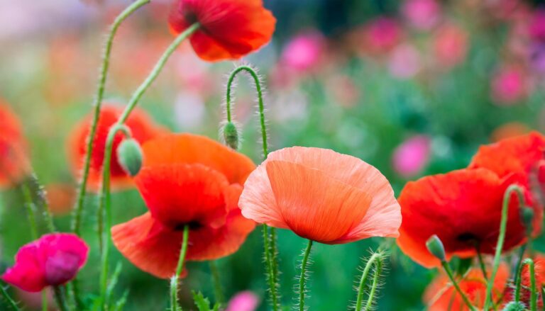 ヒナゲシの花