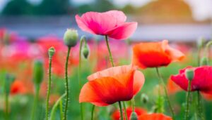 ヒナゲシの花