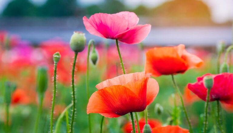 ヒナゲシの花