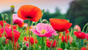 ヒナゲシの花