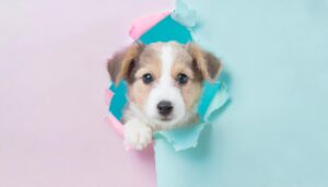 破れた紙から顔を出す子犬