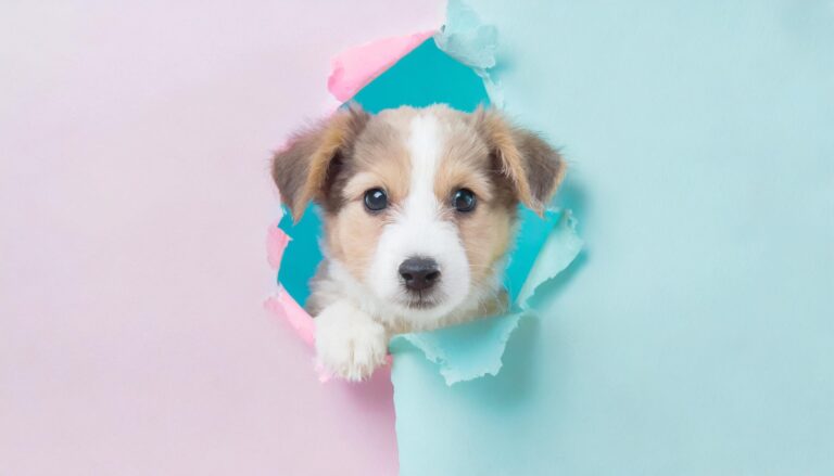 破れた紙から顔を出す子犬
