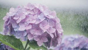 雨に濡れたアジサイ