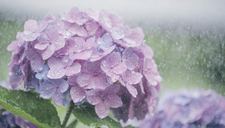 雨に濡れたアジサイ